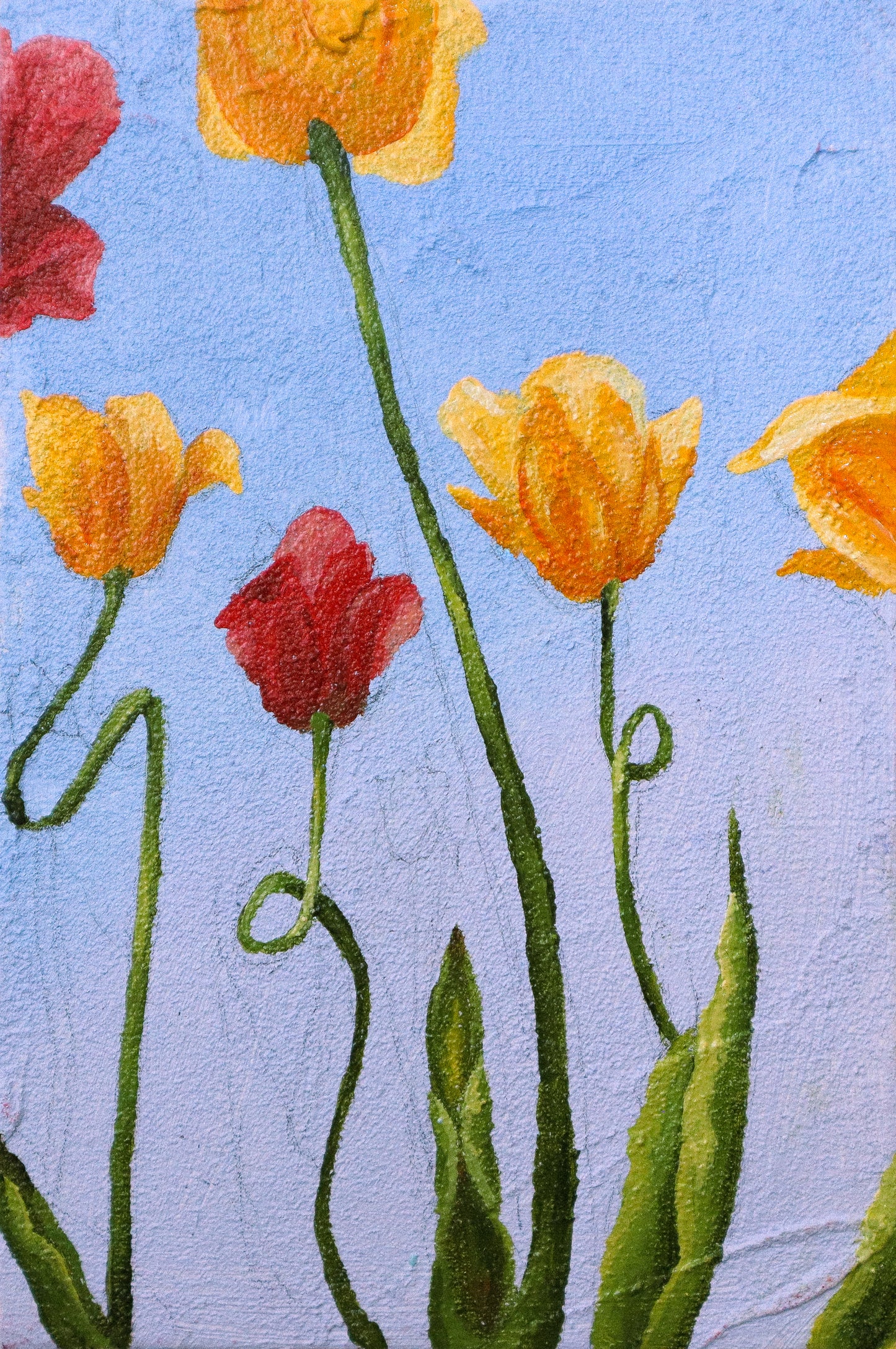 Tulips From Below Postcard